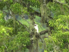 Spizaetus melanoleucus