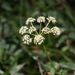 Hemlock-Parsley - Photo (c) Mike Jones, some rights reserved (CC BY-NC), uploaded by Mike Jones