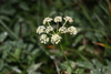 Hemlock-Parsley - Photo (c) Mike Jones, some rights reserved (CC BY-NC), uploaded by Mike Jones