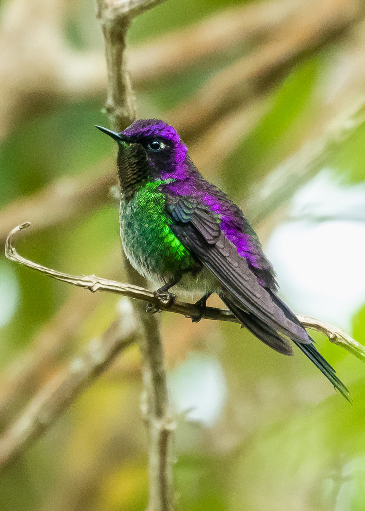 Purple-backed Thornbill (Ramphomicron microrhynchum) photo