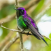 Purple-backed Thornbill - Photo (c) David Monroy R, some rights reserved (CC BY-NC), uploaded by David Monroy R