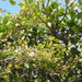 Terminalia kleinii - Photo (c) Marcelo Schmidt Roberti, some rights reserved (CC BY-NC), uploaded by Marcelo Schmidt Roberti