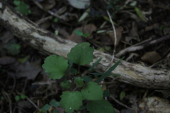 Brachyglottis sciadophila