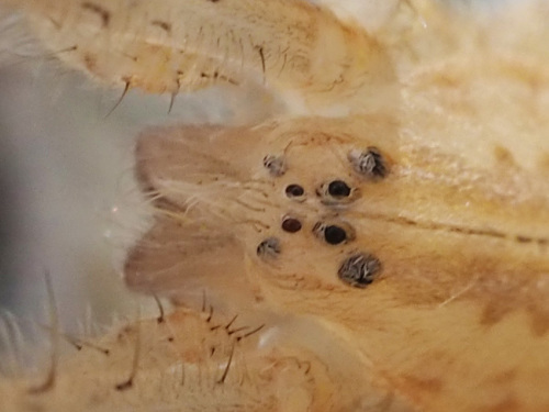 Slender Nursery Web Spider