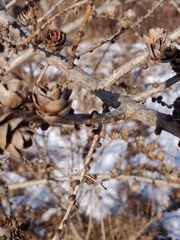 Larix laricina