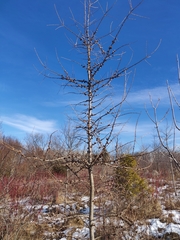 Larix laricina