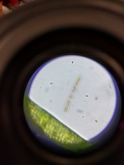 Fragilaria