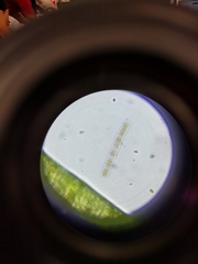 Fragilaria