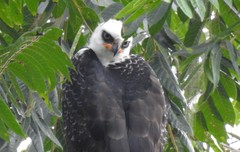 Spizaetus melanoleucus