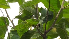 Polioptila lactea