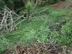 Hedychium gardnerianum