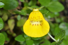 Calceolaria tenella