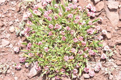 Eriogonum coloradense