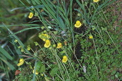 Calceolaria tenella