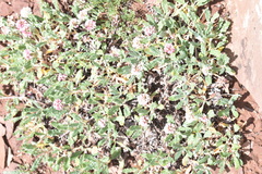 Eriogonum coloradense