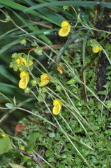 Calceolaria tenella