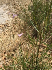 Eriodictyon altissimum