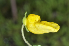 Calceolaria tenella
