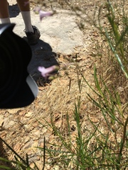 Eriodictyon altissimum