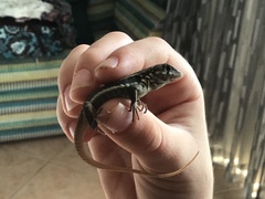 Leiocephalus psammodromus