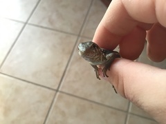 Leiocephalus psammodromus