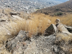 Poaceae