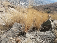 Poaceae