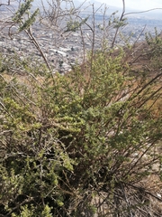 Magnoliopsida