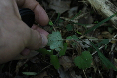 Brachyglottis sciadophila