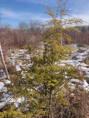 Tsuga canadensis