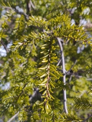 Tsuga canadensis