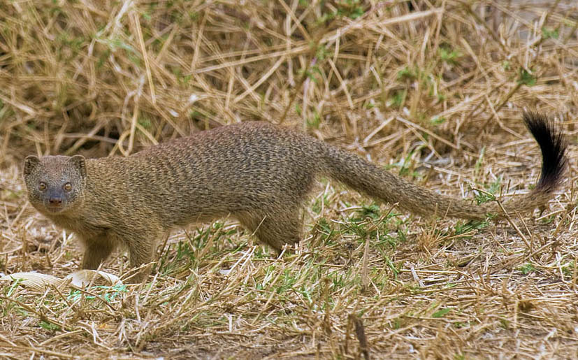 Slender Mongoose