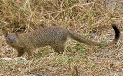 Slender Mongoose photo 3