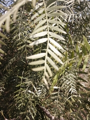 Schinus molle