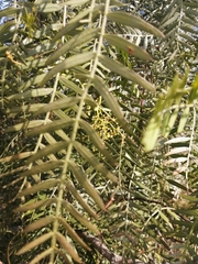 Schinus molle