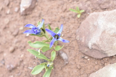 Gentianopsis barbellata