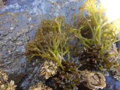 Psilophycus alveatus