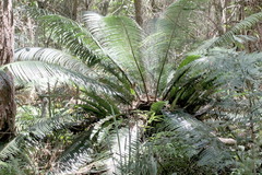 Lepidozamia peroffskyana