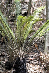 Lepidozamia peroffskyana