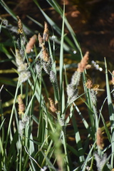 Carex nebrascensis