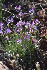 Astragalus spatulatus