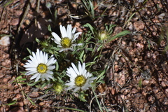 Townsendia grandiflora