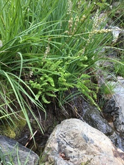 Adiantum aleuticum aleuticum