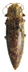 Oistus cacicus