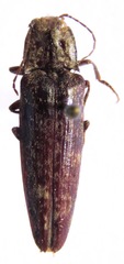 Oistus cacicus