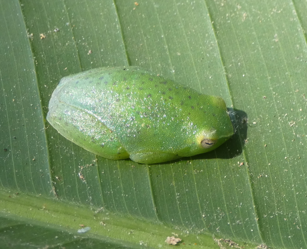 bokermann-s-hatchet-faced-tree-frog-from-zona-rural-de-paudalho
