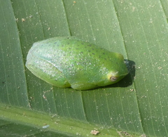Bokermann's Lime Treefrog photo 2