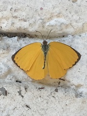 Pyrisitia dina