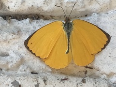Pyrisitia dina