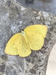 Pyrisitia dina